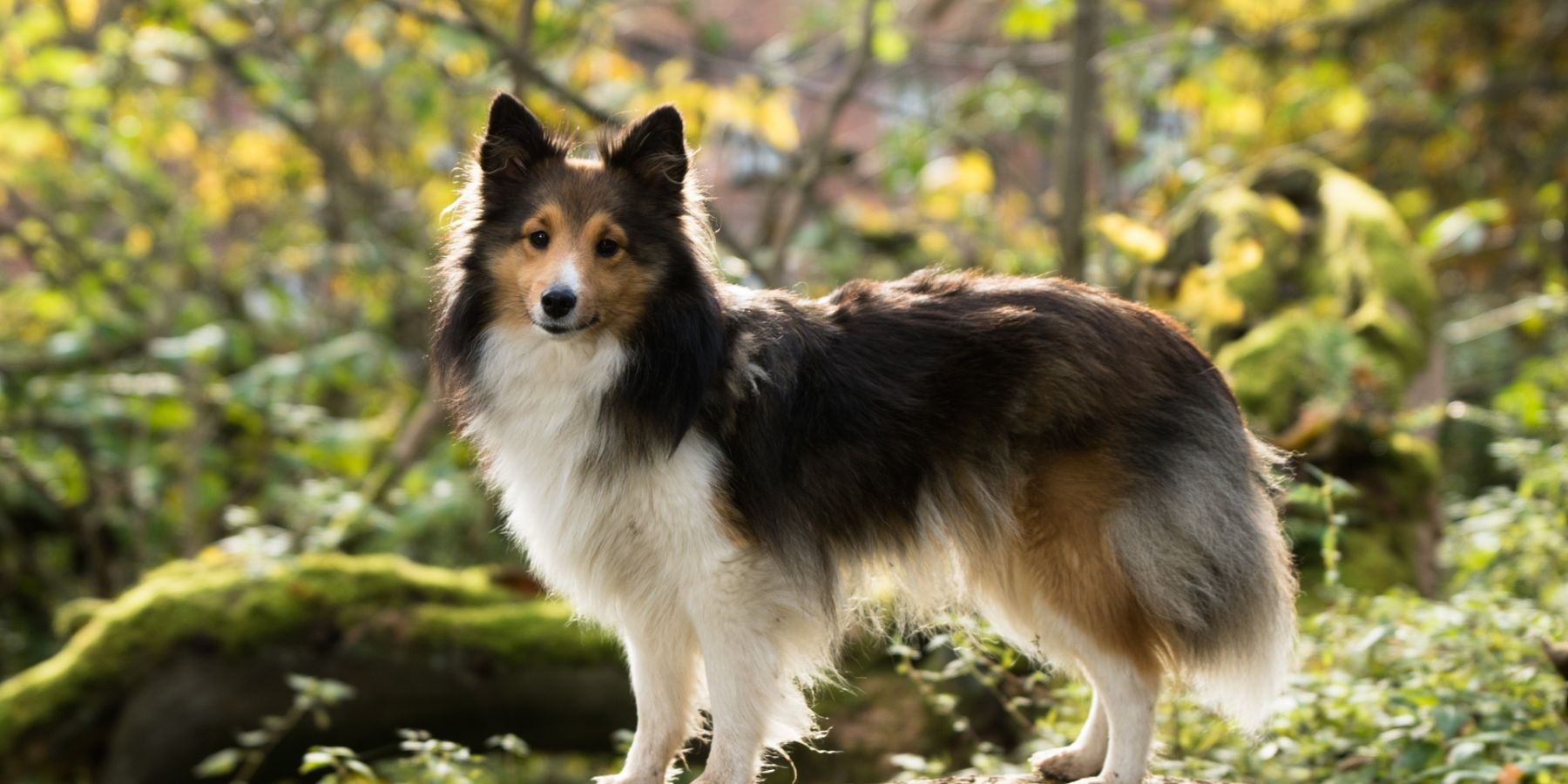 Choosing the Best Harness for Training Your Dog